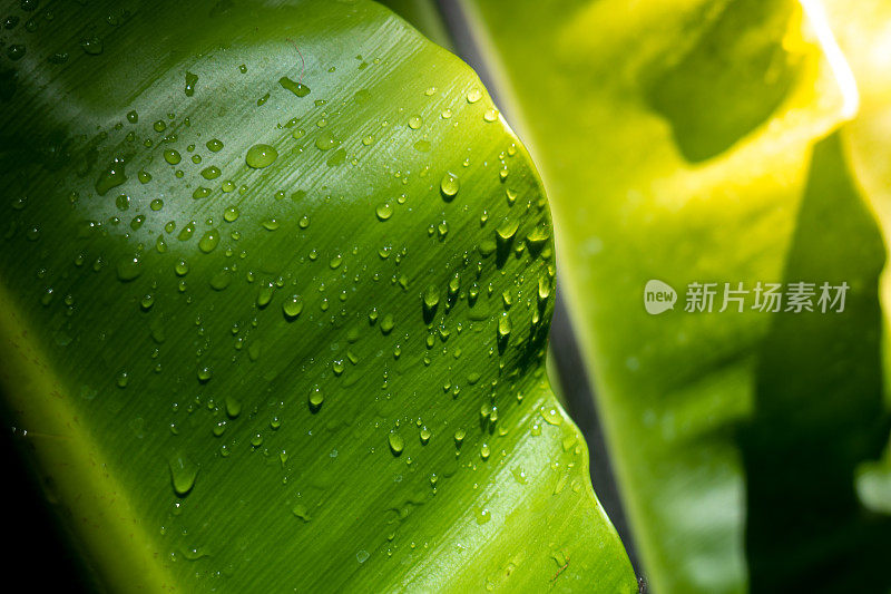 叶子上的雨滴，叶子上的水滴，绿叶背景上的水滴纹理，水滴纹理背景。