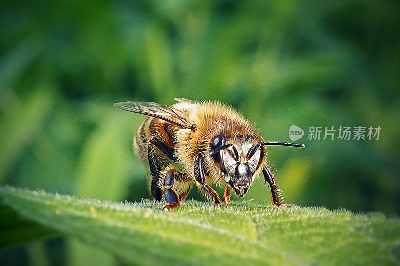 西方蜜蜂昆虫