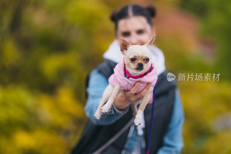 漂亮的年轻女子和一只吉娃娃狗，彩色背景