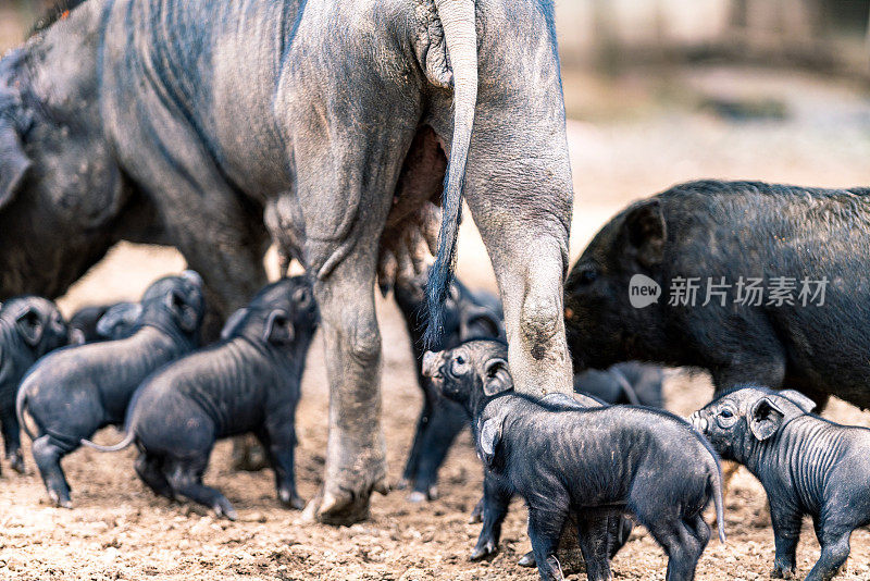 新生的小猪吮吸乳房