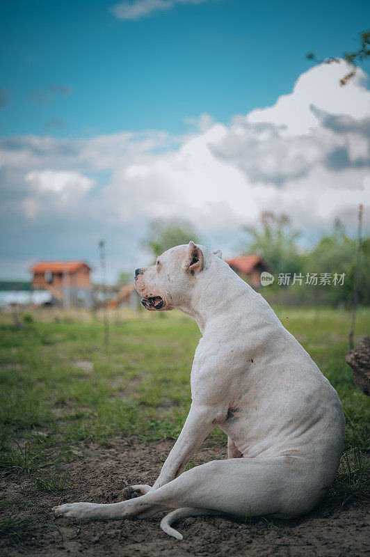 阿根廷杜高犬