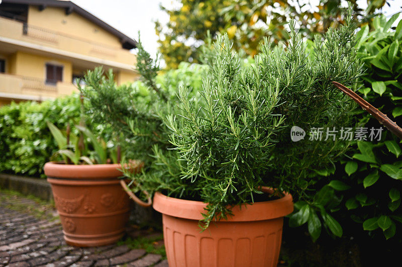 迷迭香生长在室外花园的花盆里。