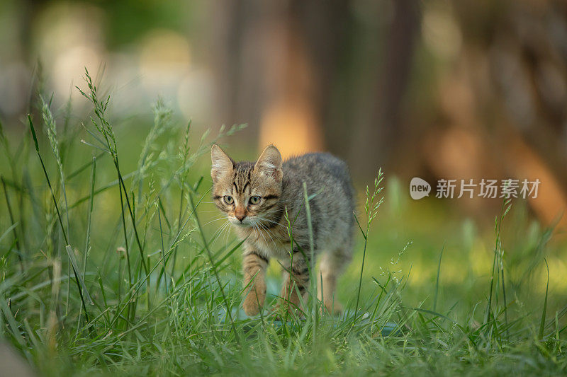 超级可爱的虎斑猫。