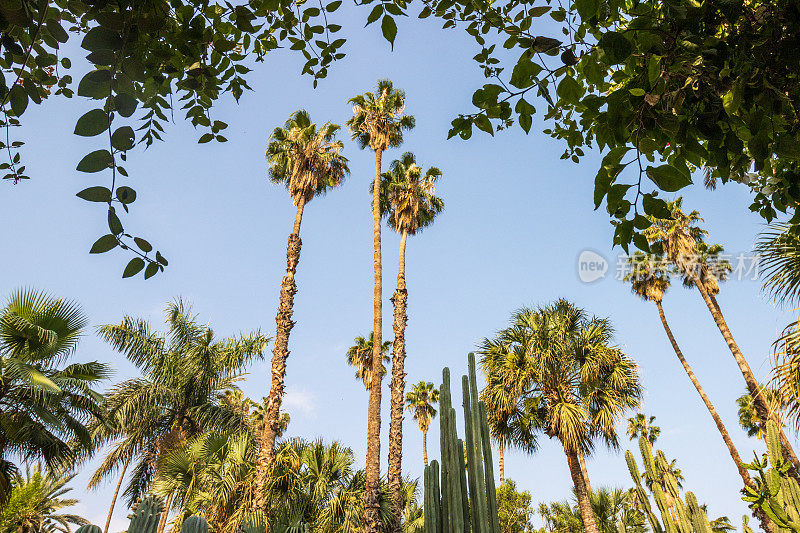 摩洛哥马拉喀什的墨西哥扇棕榈(华盛顿罗布斯塔)