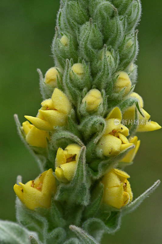 常见毛蕊花，垂直