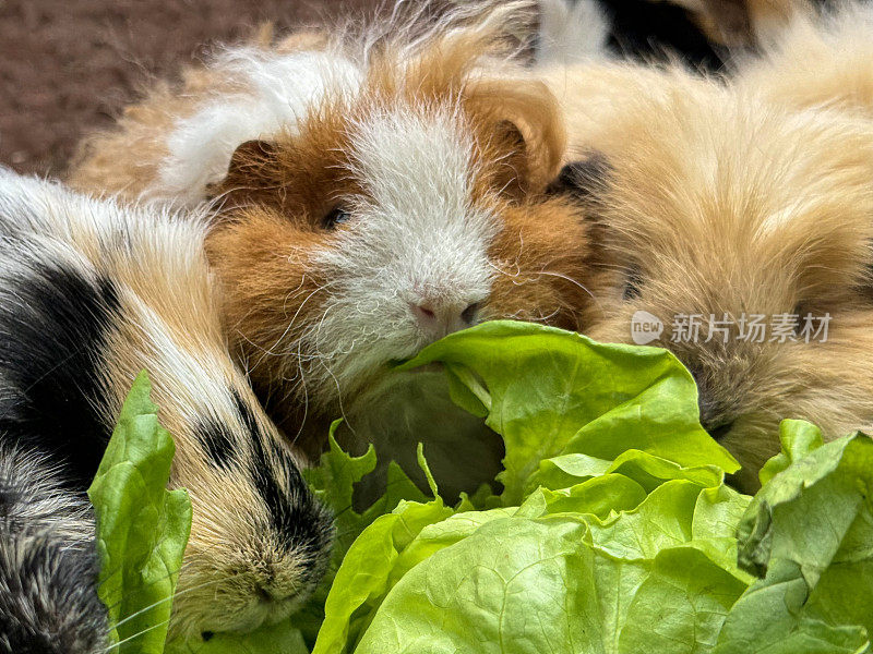 全画幅图像，一群雌性，短毛和长毛豚鼠吃着一颗生菜，室内围栏配有兽医床上用品，抬高视野，重点放在前景上
