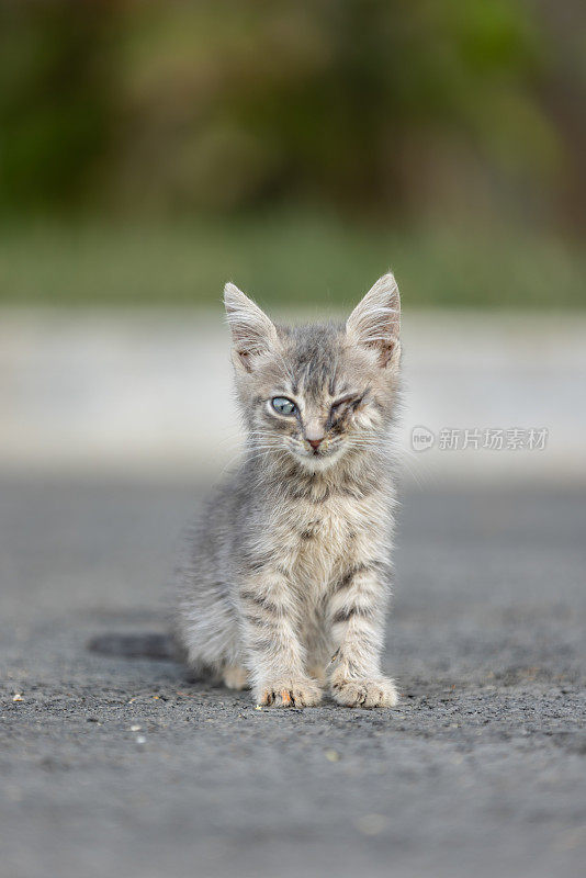 一只眼睛受伤的灰色小猫。