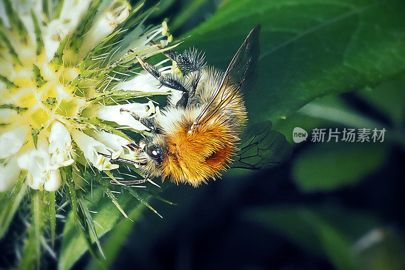 普通蜜蜂昆虫