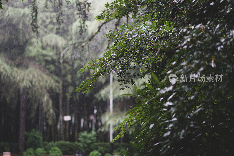 森林里一片野树叶上的雨滴