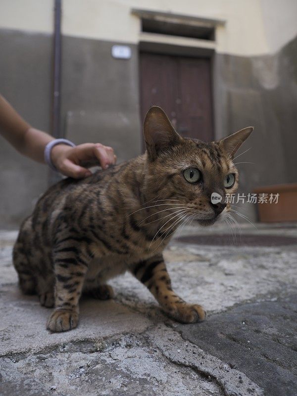 流浪猫在街上