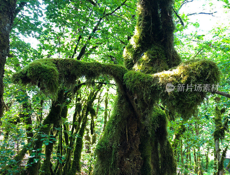 长满青苔的森林