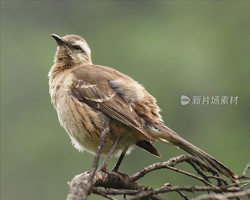 一只智利反舌鸟在一根枯枝上看起来很警觉