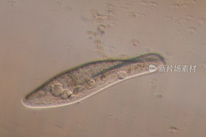 草履虫是显微镜下单细胞纤毛原生动物和细菌属。