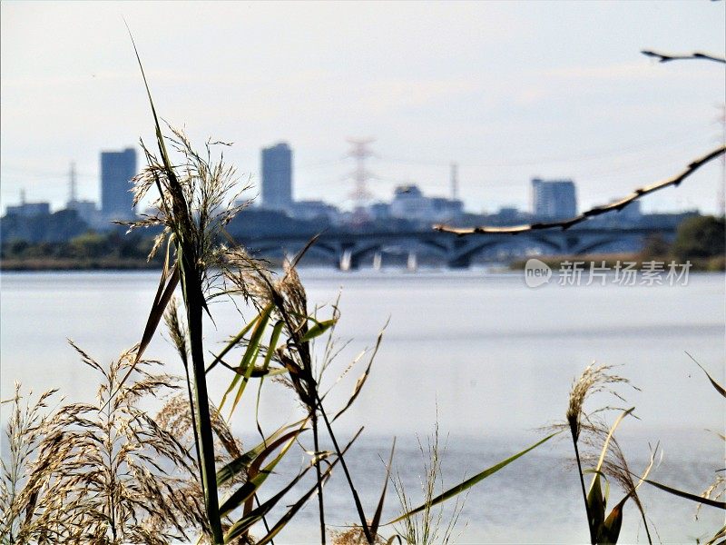 位于Teganuma湖畔的柏和市。