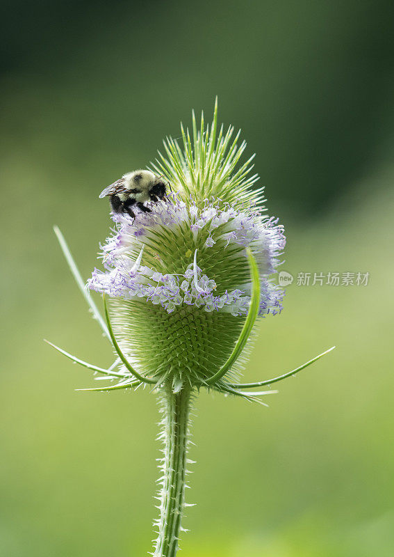 蜜蜂在野生的绒毛上