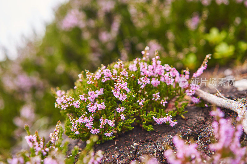 美丽盛开的石南花的特写照片。