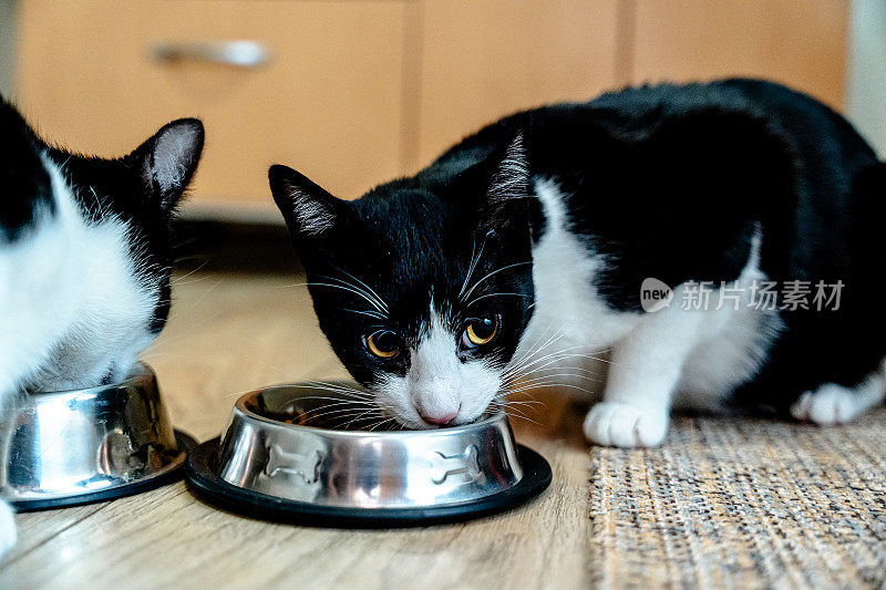 家猫在喂食时间