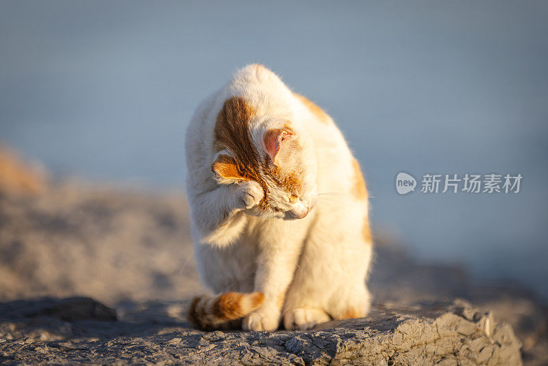 姜白色的流浪猫。