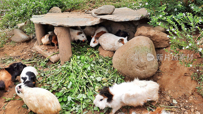 豚鼠(土拨鼠)，学名为土拨鼠，属土拨鼠科的一种啮齿类动物。用石头和木头堆成的豚鼠屋。