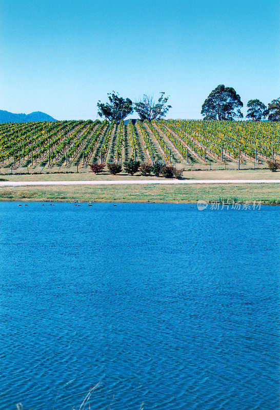 亚拉河谷河畔的葡萄园，维多利亚，澳大利亚