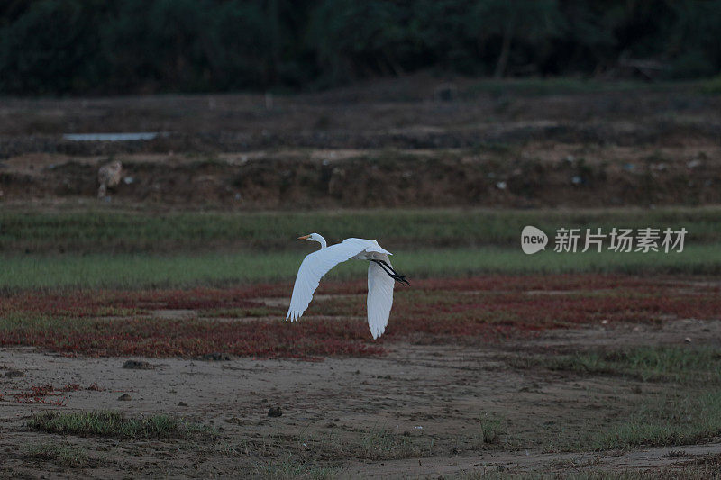 绿地里的白鹭