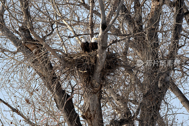 在美国西部蒙大拿州中部的树上，鹰巢和白头鹰成对
