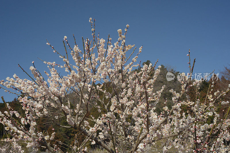 吉野巴林公园