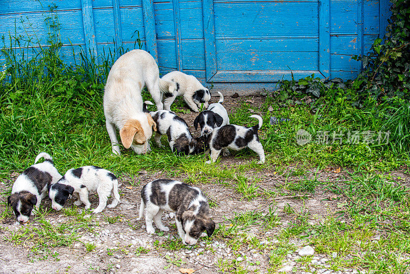 英国史宾格犬幼犬和黄狗妈妈