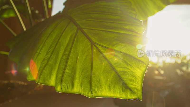 镜头光晕，DOF在美丽的早晨阳光下，巨大的绿叶玉莲