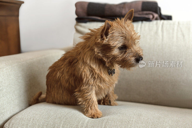 可爱的小猎犬在家里的沙发上