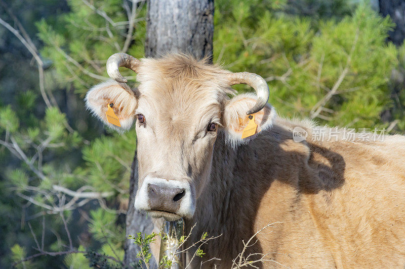 布鲁纳牛，比利牛斯山脉东南部的一种牛