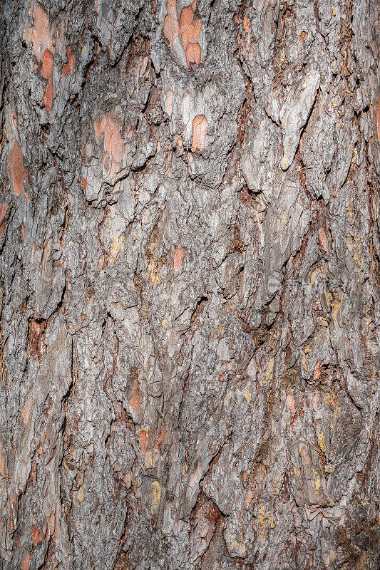 树皮纹理和背景的老杉树树干。详细的树皮纹理。自然背景