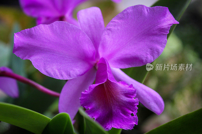 近距离选择性聚焦紫色卡特兰花或胸花兰花或兰花皇后