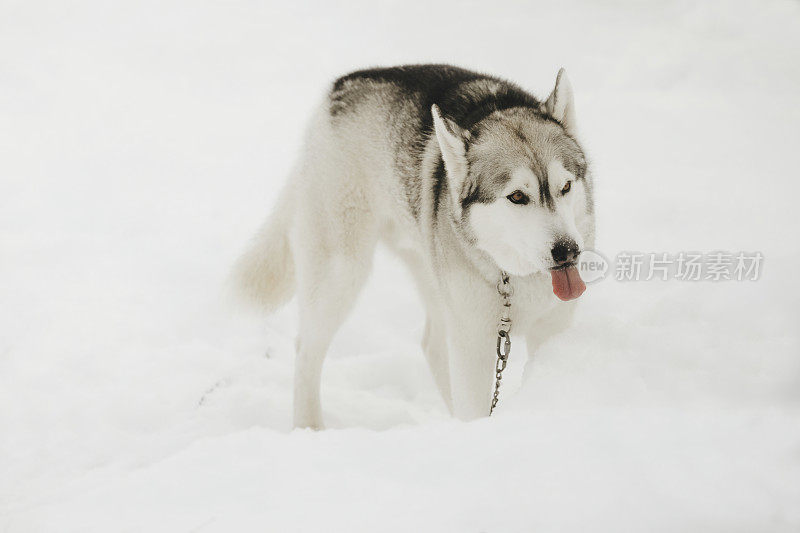 雪中的哈士奇