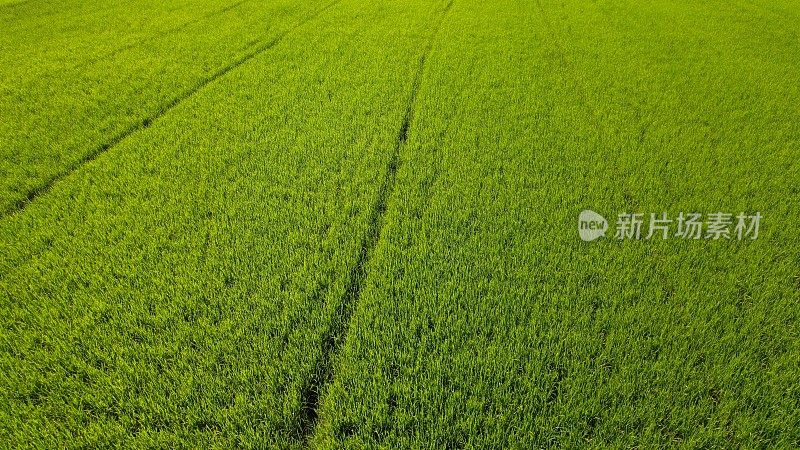 绿油油的稻田。水稻。农田的景观，一个带有绿色田野的农场的自然例子，自然之美，可持续农业，