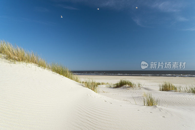 沙丘，马兰草，晴朗的天空，海滩，大海