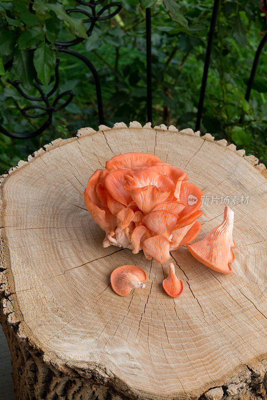 枫叶树桩上的新鲜的粉红色蚝菇