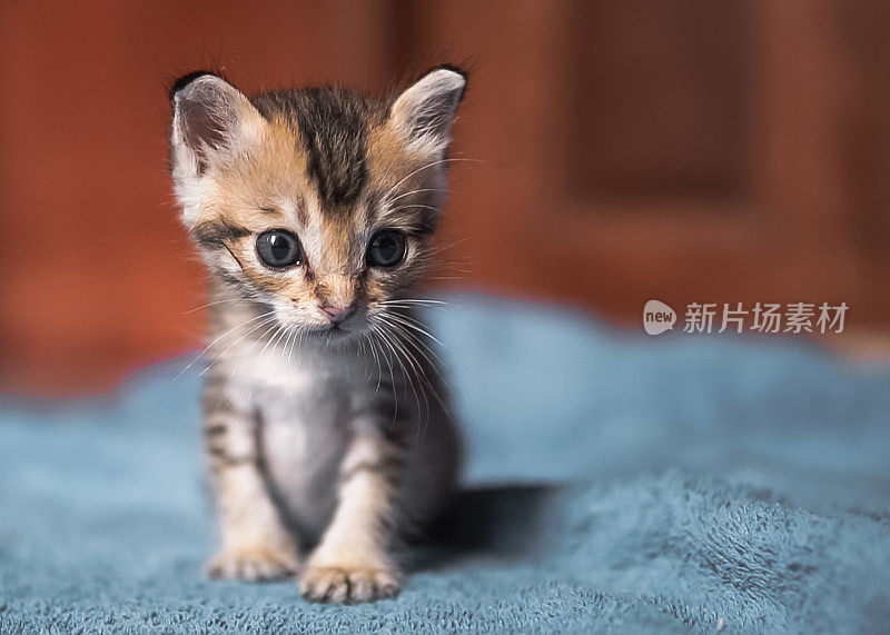 可爱的刚出生的孤儿小猫开始学走路