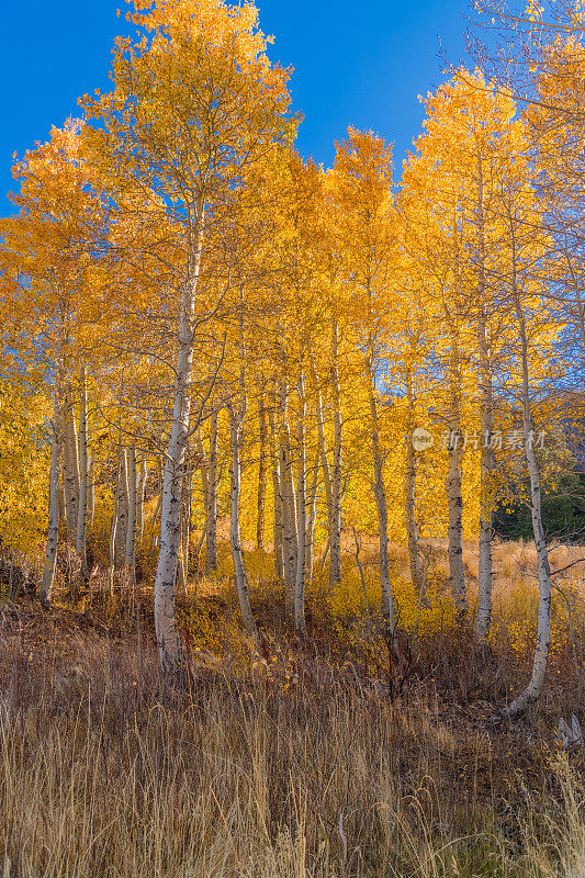 秋季白杨树树林加利福尼亚内华达山脉猛犸湖，加州