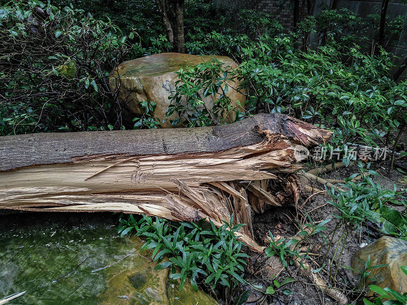 一场暴风雨过后，被折断的树木经过了