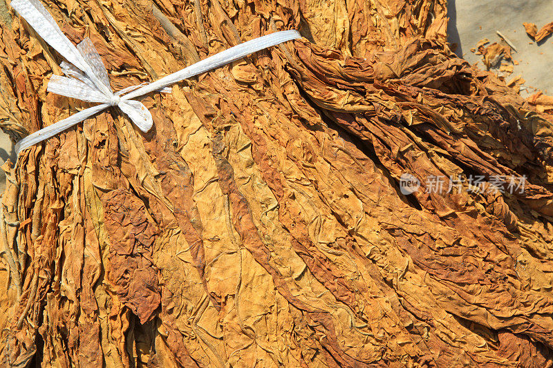 这是华北市场上干烟叶的特写