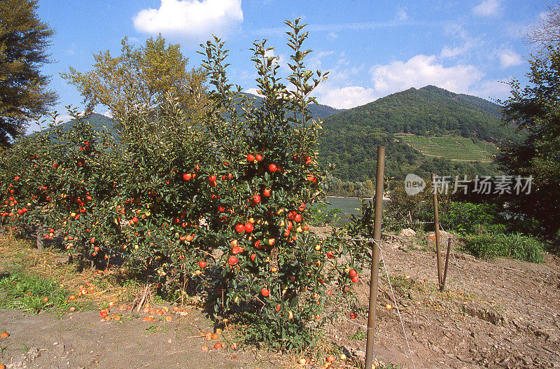 奥地利斯皮茨村附近多瑙河沿岸的苹果园，水果随时可供采摘