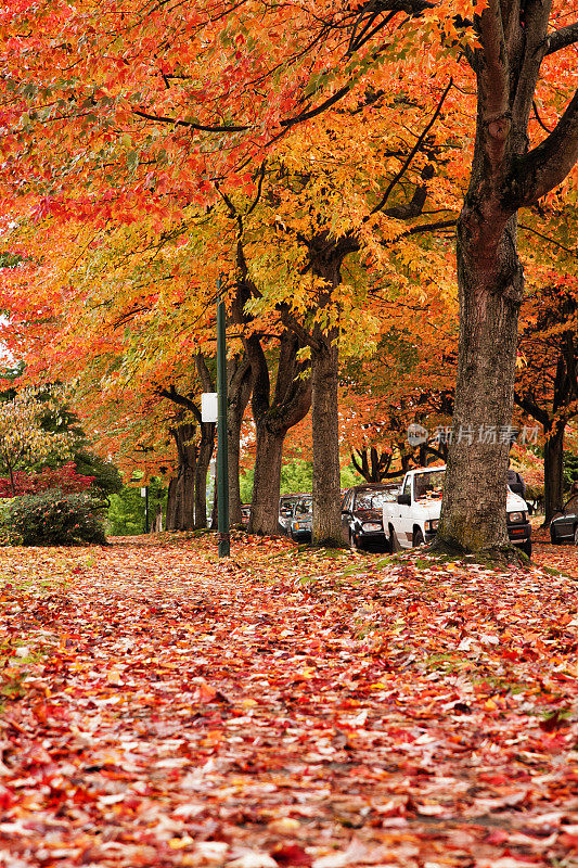 加拿大温哥华的秋色街道