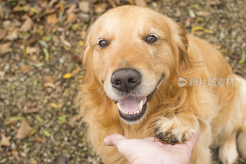 英俊的金毛猎犬看着相机给爪子