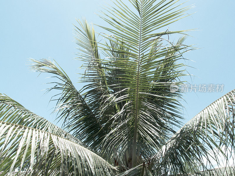 天空背景上的棕榈树叶子。椰子树复古色调的照片