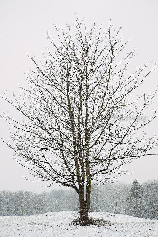 雪景中的一棵孤独的冬天的树。