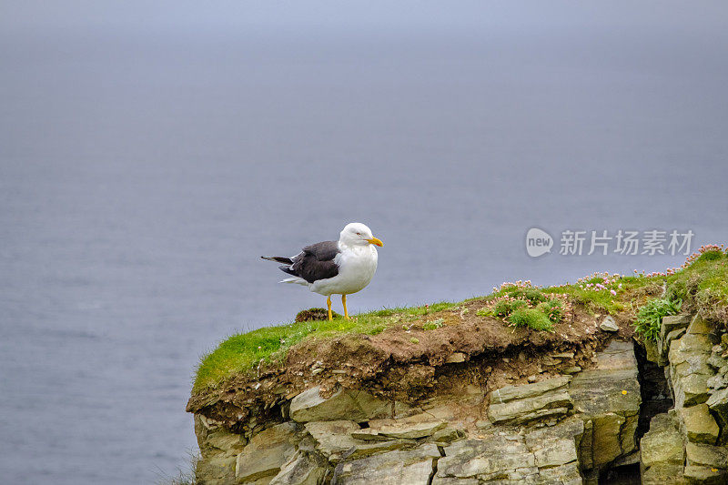 苏格兰设得兰群岛南端的一个海鸟群落——萨姆伯格角自然保护区的海鸥