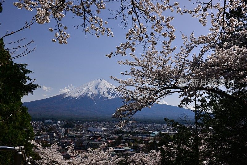 樱花盛开的富士山，取自富士吉田市