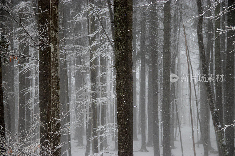 雾气蒙蒙的森林里的树木和从天空飘落的雪花