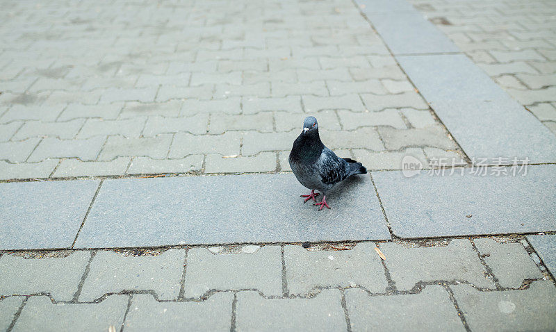 鸽子是一种在灰色地面上行走的城市鸟。复制文本空间